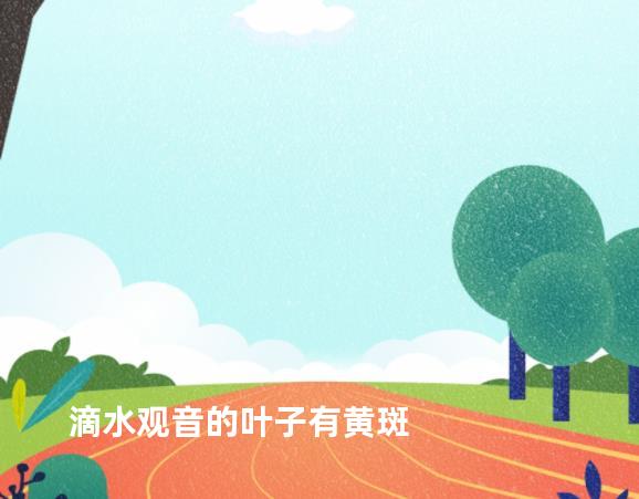 滴水观音的叶子有黄斑
