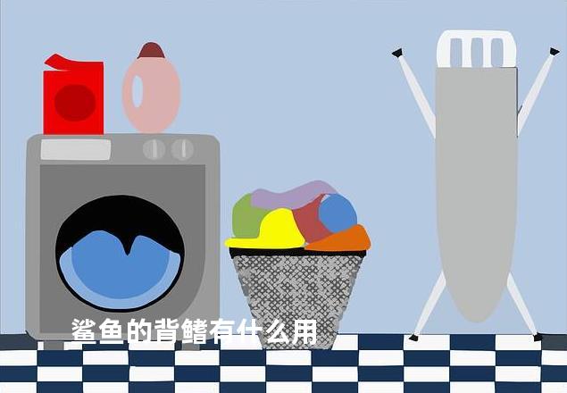 鲨鱼的背鳍有什么用