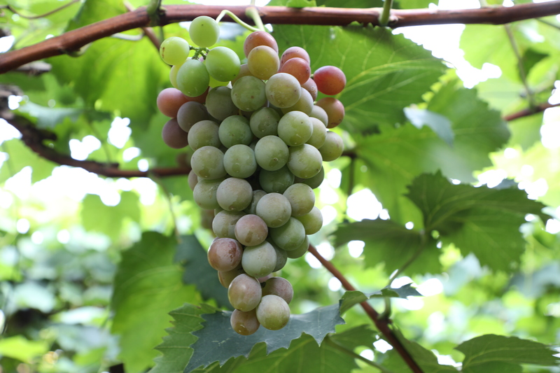 晴王葡萄和阳光玫瑰的区别