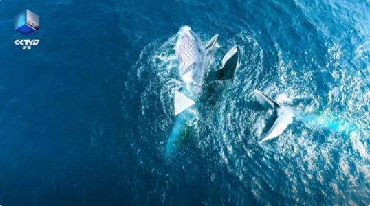 鲸整口吞下一群鱼画面太震撼 罕见航拍画面看鲸捕食场景