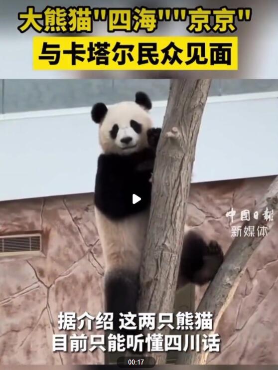 旅居卡塔尔大熊猫只听得懂四川话 饲养员正在苦练四川话