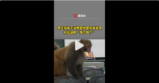 男生拍猴子抢面包被发现后秒怂道歉 当事人表示真的很吓人