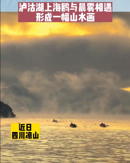 太美了！泸沽湖的清晨像一幅山水飞鸟图 海鸥与晨雾相遇美若仙境