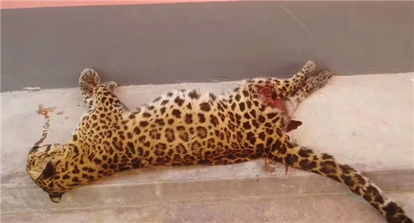 宁夏一公路旁发现野生华北豹尸体 详情曝光“中国豹”属于国家一级保护动物