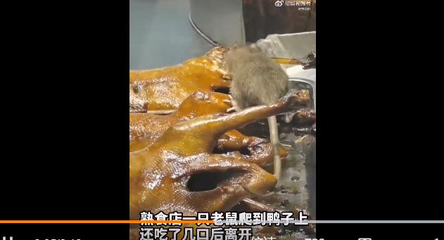 熟食店内老鼠津津有味狂炫烤鸭，看到这个画面要吐了你还敢吃吗