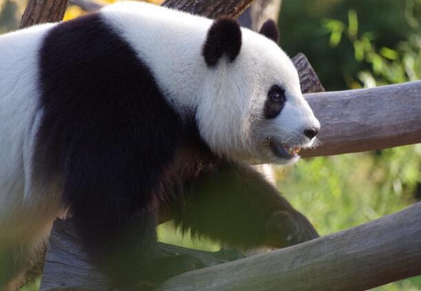 美国动物园将归还大熊猫丫丫和乐乐 结束20年的租借期终于可以回家了