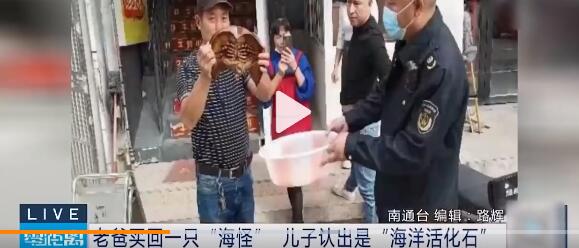 男子50元买的海怪竟是国保中华鲎 庆幸没有吃掉是世界濒危物种之一