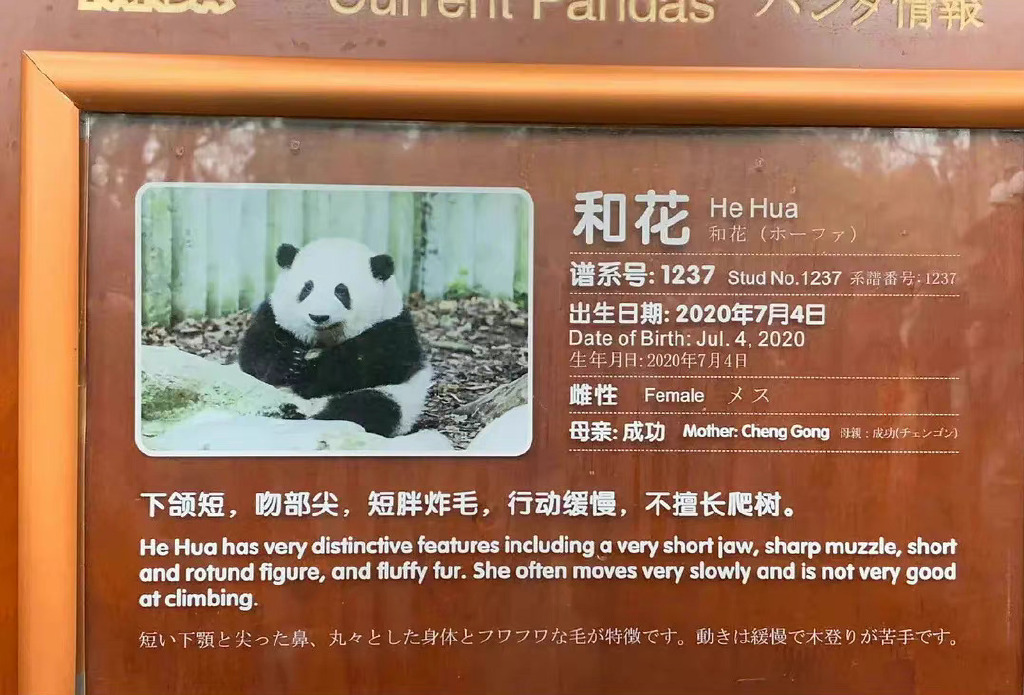 大熊猫和花和叶已被广东一企业认养 网友：原来花花是不锈钢公主