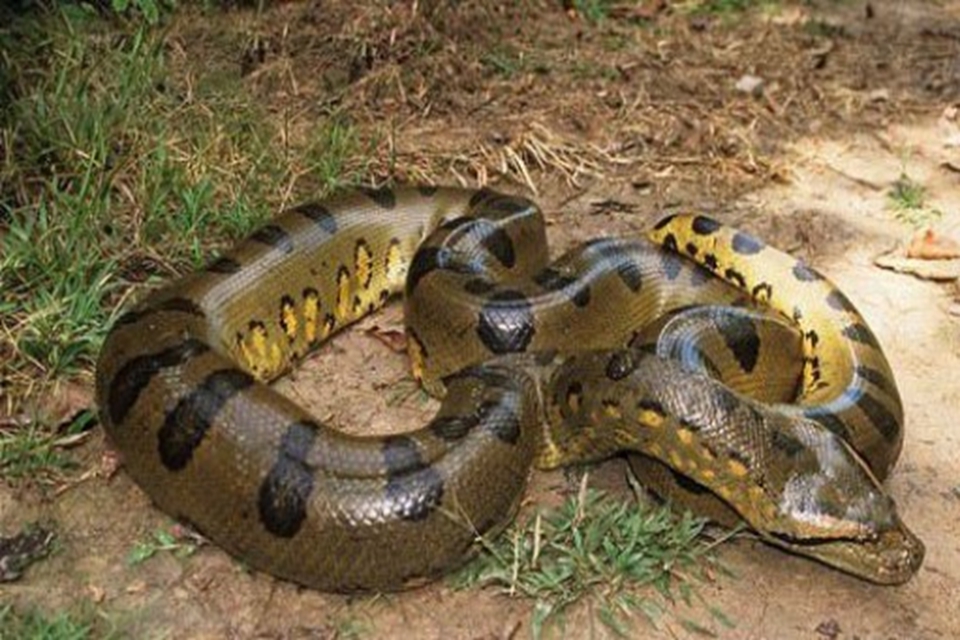 世界上最大的蛇王 世界上现存最大的蛇能有多大?