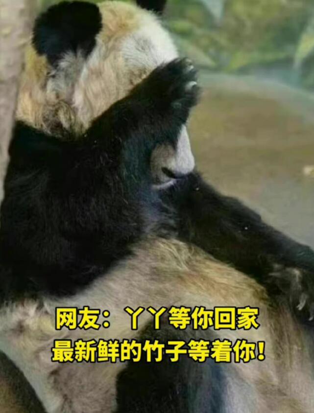 22岁的丫丫约等于人类的80岁 熊猫超过20岁就会被认为是老年大熊猫