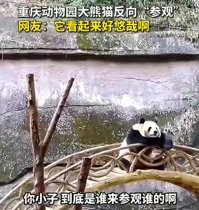 重庆动物园大熊猫反向参观游客 网友：熊猫是懂反转的