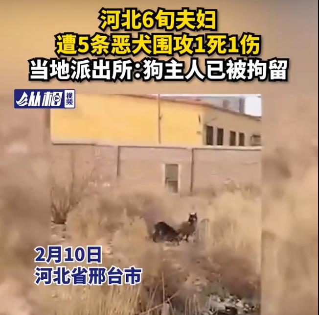 六旬夫妇遭恶犬围攻1死1伤 现场画面曝光血迹斑斑惨不忍睹令人痛心