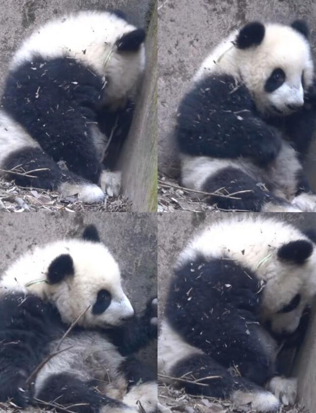 基地回应大熊猫福菀被游客泼水 蜷缩在角落神情落寞看完以后好心疼