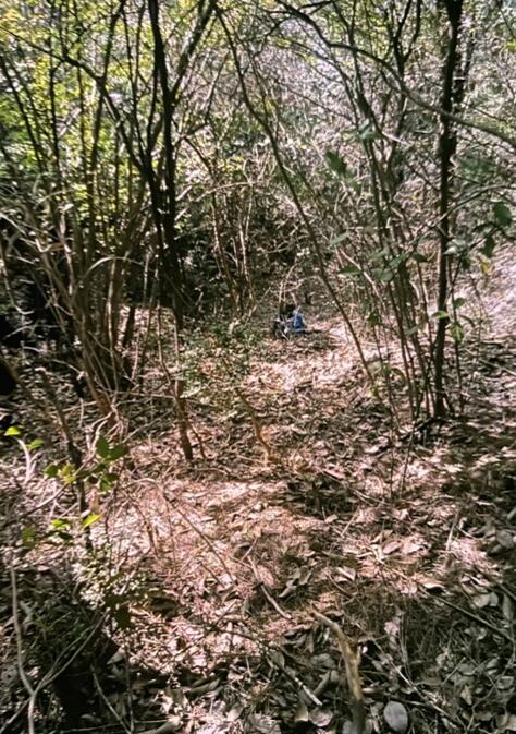 胡鑫宇遗体发现地树林丛生 搜救人员称如果有意躲藏确实很难找到