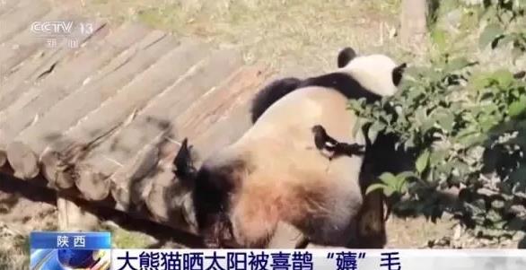大熊猫被小鸟薅毛毫无反应淡定干饭 网友：没有什么能影响大熊猫干饭