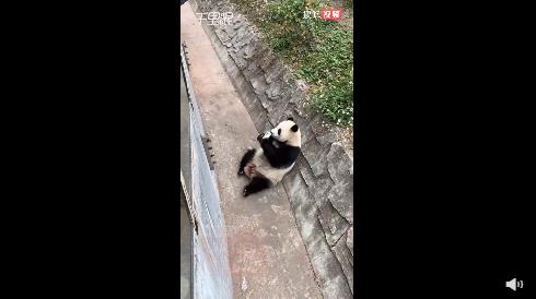游客饮料不慎掉落被大熊猫捡来喝 动物馆：正密切留意熊猫身体状况
