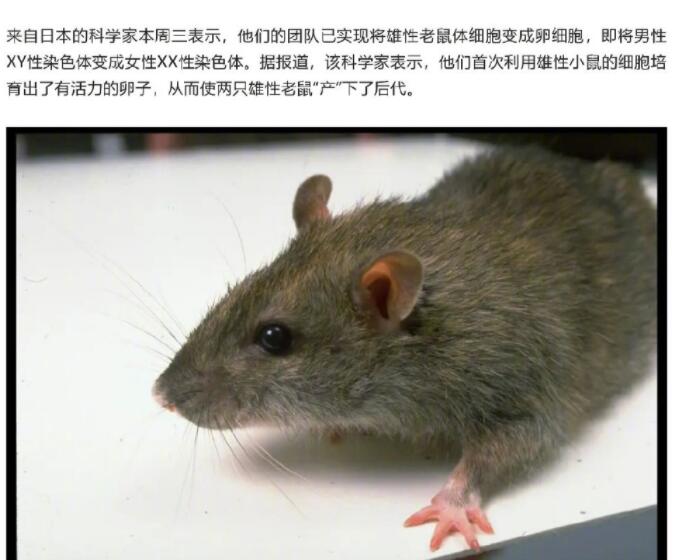 科学家首次让2只雄性老鼠产仔 以后男人生娃真的可以实现