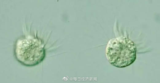 科学家首次发现专吃病毒生物 两种浮游生物主动食用病毒并茁壮成长