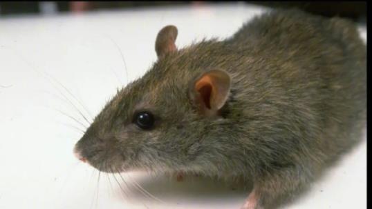 科学家首次让2只雄性老鼠产仔 网友直呼：男人生娃不是梦？