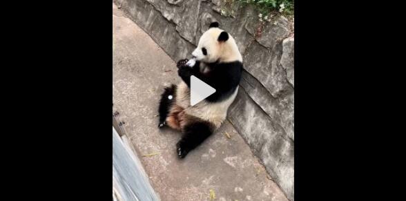 游客饮料不慎掉落被大熊猫捡来喝 动物园回应争密切关注雅一身体状况