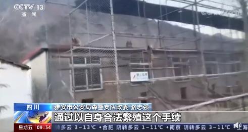 男子贩卖小熊猫川金丝猴获刑14年 警方抓获15名嫌犯追回金丝猴18只小熊猫17只
