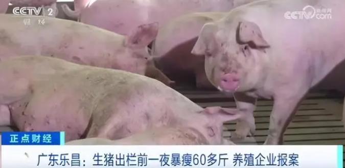 警方回应生猪一夜“暴瘦”60多斤 200多头可以获利近14万元