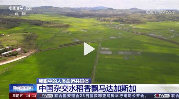 中国杂交水稻推广到数十国家和地区 为全球粮食安全贡献中国力量