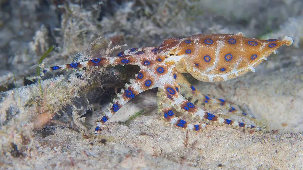 蓝环章鱼毒性是眼镜蛇的50倍 蓝环章鱼长什么样有什么特征？
