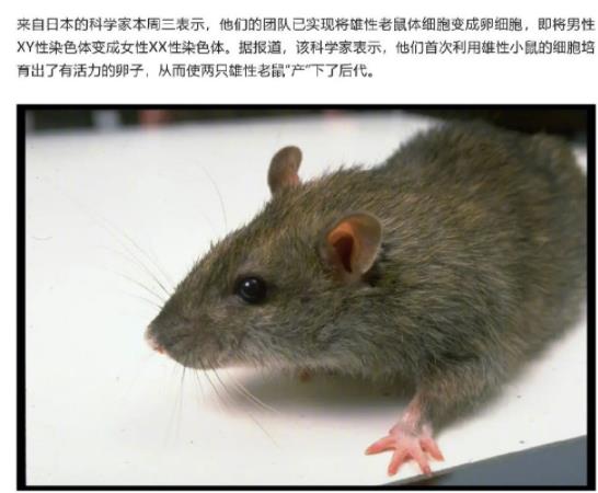 科学家首次让2只雄性老鼠产仔 网友：出生率有救了