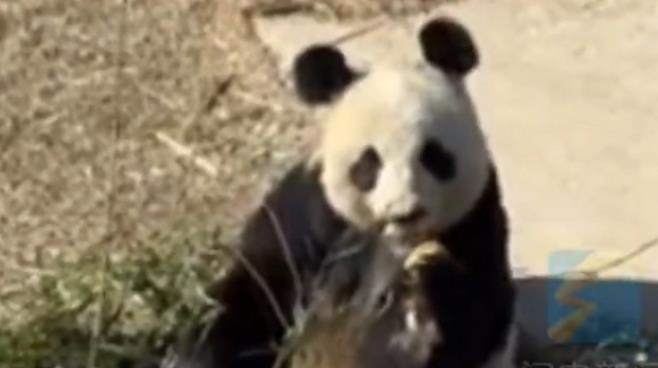 山东养的大熊猫相当炸裂 网友：一方水土养一方熊猫