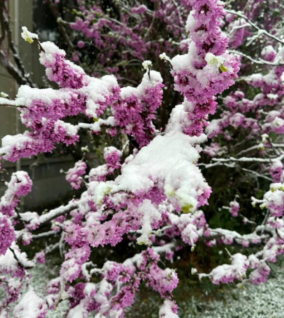 河南多地迎来3月桃花雪 三月鹅毛大雪今年的天气着实太反常