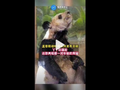 孟菲斯动物园称希望再租借一对年轻熊猫 详情曝光永远讲述熊猫的故事