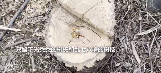 官方谈百亩核桃树被砍:成立调查组 航拍陕西被砍百余亩核桃林画面曝光