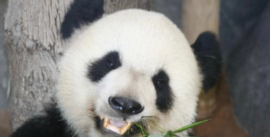 大熊猫“乐乐”死因已初步确定 背后真相曝光因心脏病变导致令人痛心