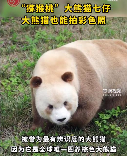 大熊猫也能拍彩色照 七仔是全球唯一圈养棕色大熊猫