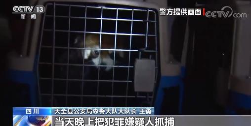 男子贩卖小熊猫川金丝猴获刑14年 国家一级保护动物遭层层转卖令人震惊