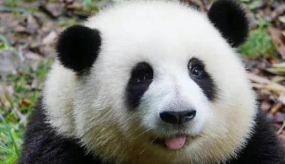 “熊猫和花”已被注册商标 网友称赞：熊猫界女顶流