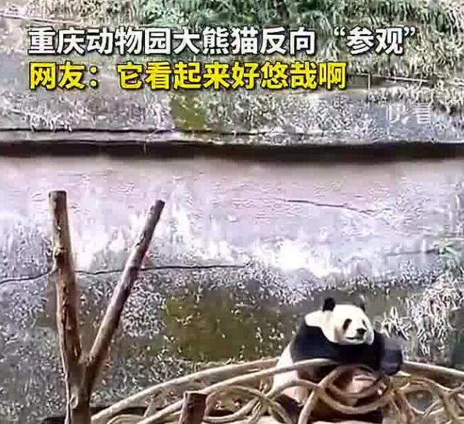 重庆动物园大熊猫反向参观游客 双手悠闲搭在护栏姿势惬意慵懒