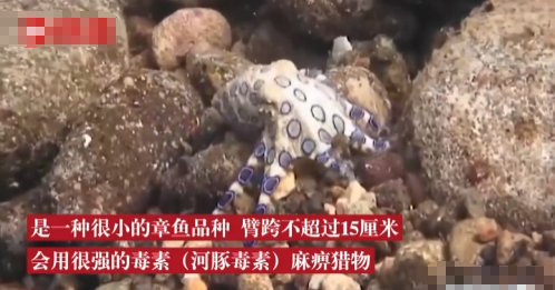 网友吃火锅菜品中发现蓝环章鱼 官方回应：蓝环章鱼千万不能吃