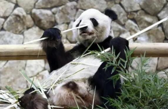 3只旅日大熊猫今日回国 欢迎三只国宝熊猫重回祖国怀抱