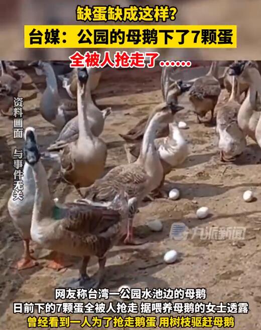 台媒称公园母鹅7颗蛋均被偷 目击者称抢鹅蛋者用树枝驱赶母鹅
