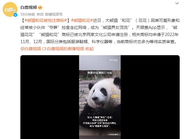 “熊猫和花”已被注册商标 网友：熊猫界女顶流实锤