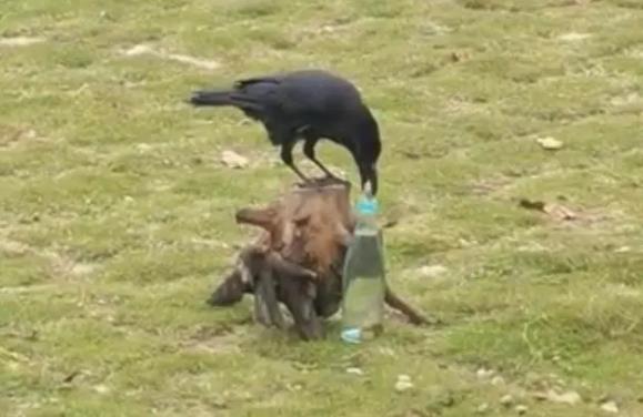网友拍到现实版“乌鸦喝水” 到底是摆拍还是动物本能？
