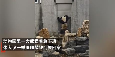 大熊猫着急下班哐哐敲铁门 目击者表示：可能是打扰到它睡觉了