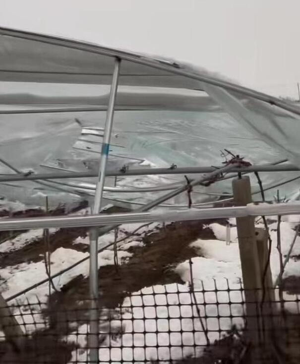 河南突降大雪 农户40亩葡萄棚被压塌 官方回应正统计损失会酌情发放补贴