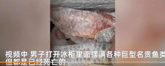 男子囤7冰柜养死的名贵鱼价值百万 有不少金龙鱼和皇冠狗头等令人心疼