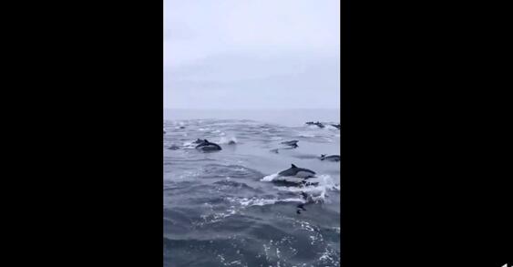 渔民出海偶遇100多只海豚逐浪嬉戏 阳光照射海豚跃出海面这个画面太美了