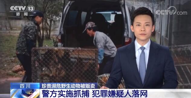 男子贩卖小熊猫川金丝猴获刑14年 警方斩断野生动物交易链抓获15名嫌犯