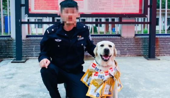 警犬搜毒超12公斤被奖励鸡腿花环 立下大功被“鸡腿花环”挂满脖子