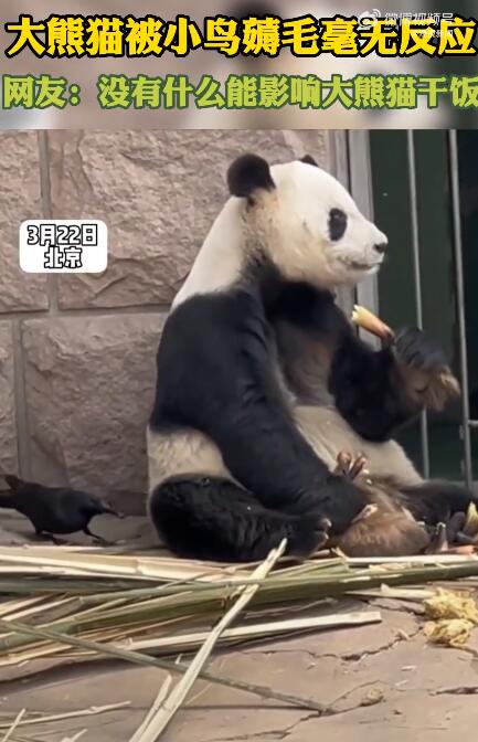 大熊猫被小鸟薅毛毫无反应淡定干饭 网友称这绝对是一只吃货大熊猫